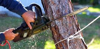 Best Tree Risk Assessment  in Sanford, CO