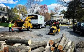 Professional Tree Removal in Sanford, CO