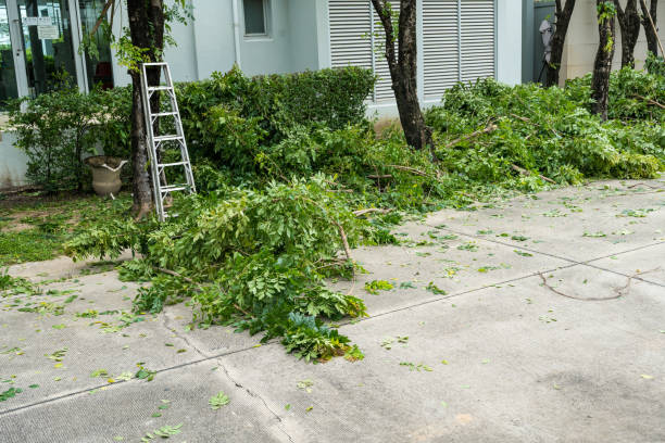 Trusted Sanford, CO Tree Removal Experts