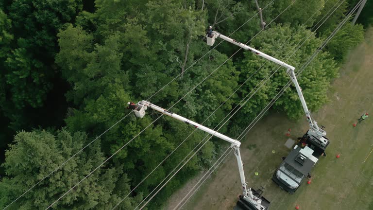 Best Tree Disease Treatment  in Sanford, CO