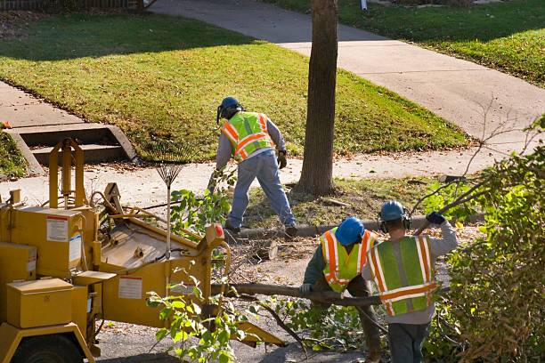 Best Fruit Tree Pruning  in Sanford, CO