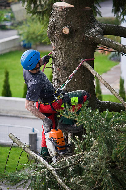 Best Commercial Tree Services  in Sanford, CO