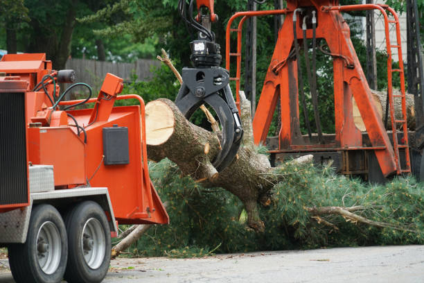 Best Lawn Disease Treatment  in Sanford, CO