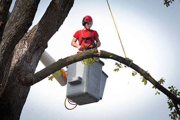 Best Storm Damage Tree Cleanup  in Sanford, CO