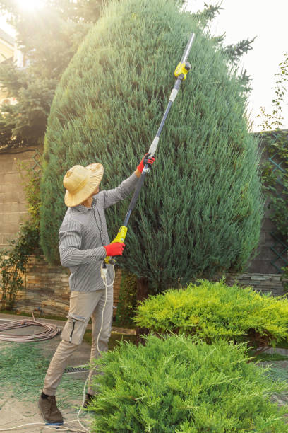 Best Root Management and Removal  in Sanford, CO