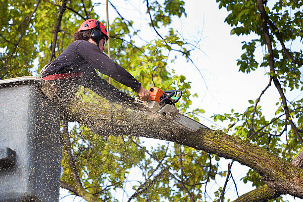 Leaf Removal in Sanford, CO